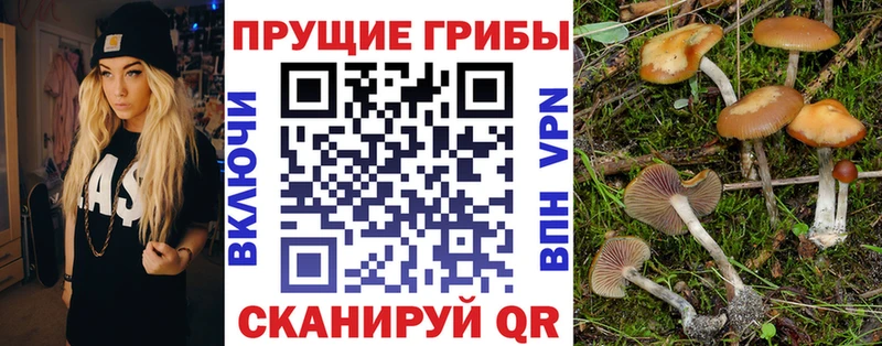 Псилоцибиновые грибы GOLDEN TEACHER  как найти   Белая Калитва 